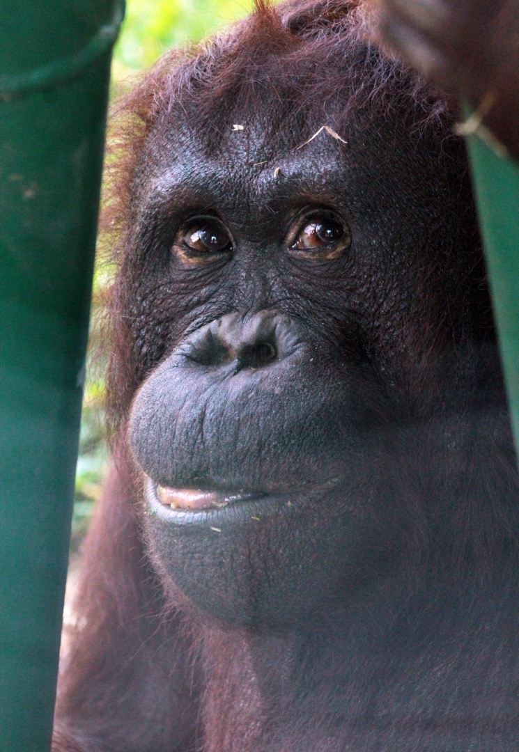 Jul. 2020 - Asia: Trail of the Tiger - Bornean Orangutan