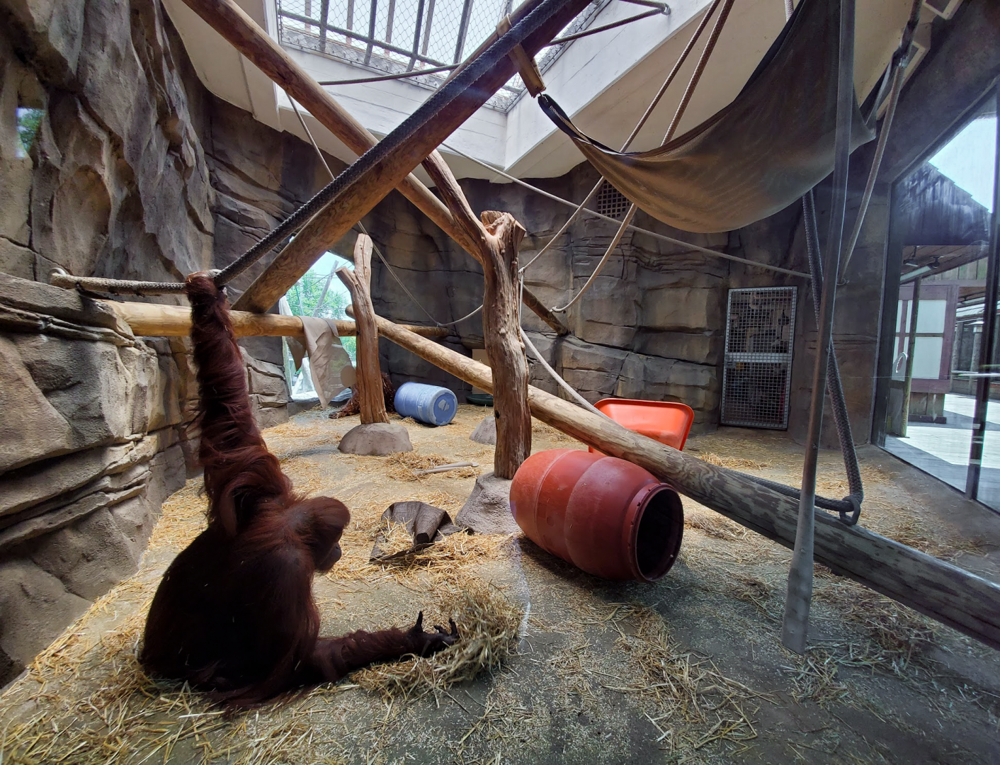Jul. 2020 - Asia: Trail of the Tiger - Indoor Bornean Orangutan Exhibit