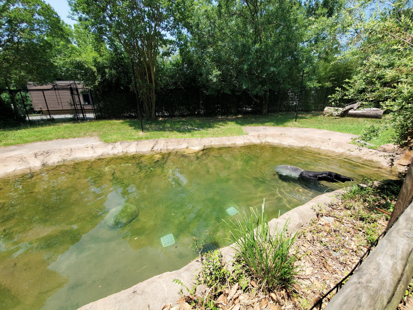 Jul. 2020 - Asia: Trail of the Tiger - Malayan Tapir Exhibit