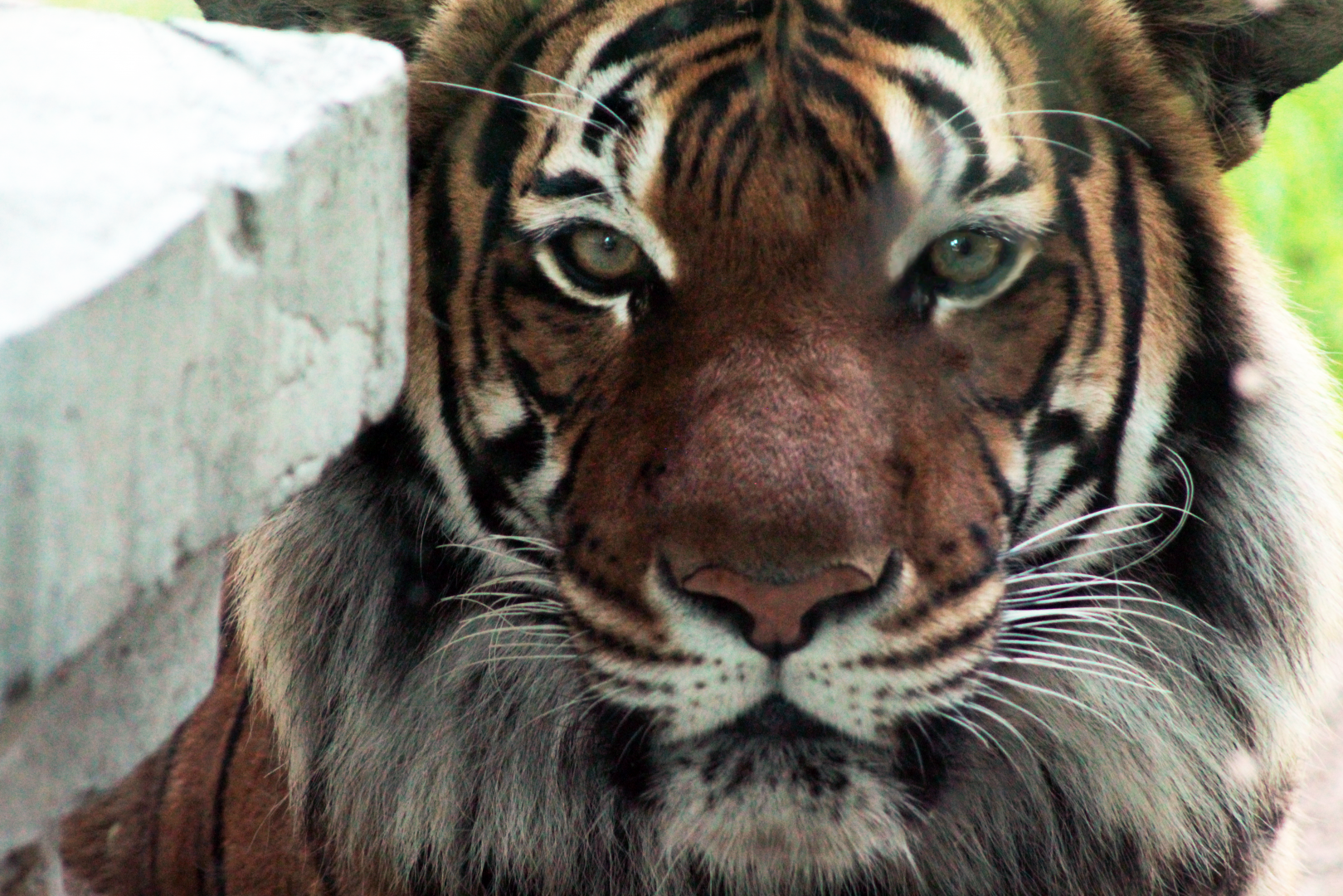 Jul. 2020 - Asia: Trail of the Tiger - Malayan Tiger