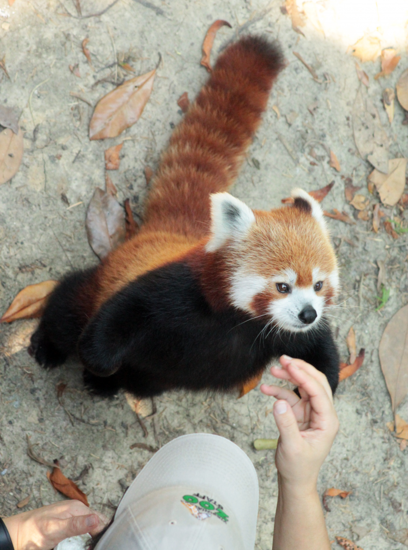 Jul. 2020 - Asia: Trail of the Tiger - Red Panda