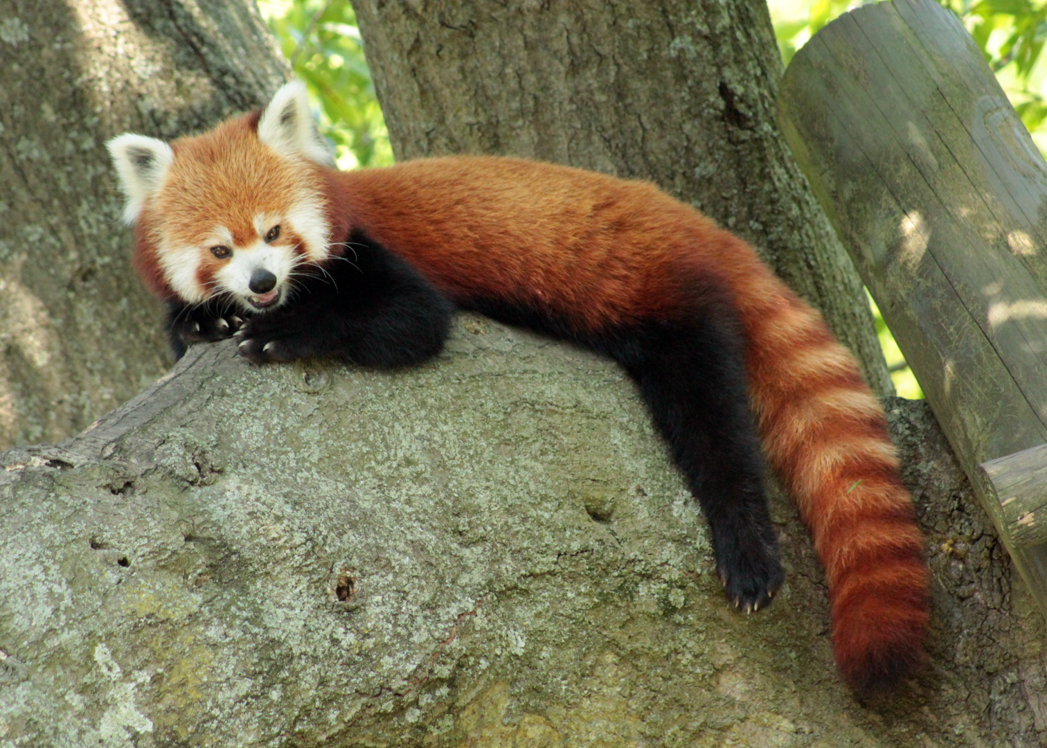 Jul. 2020 - Asia: Trail of the Tiger - Red Panda