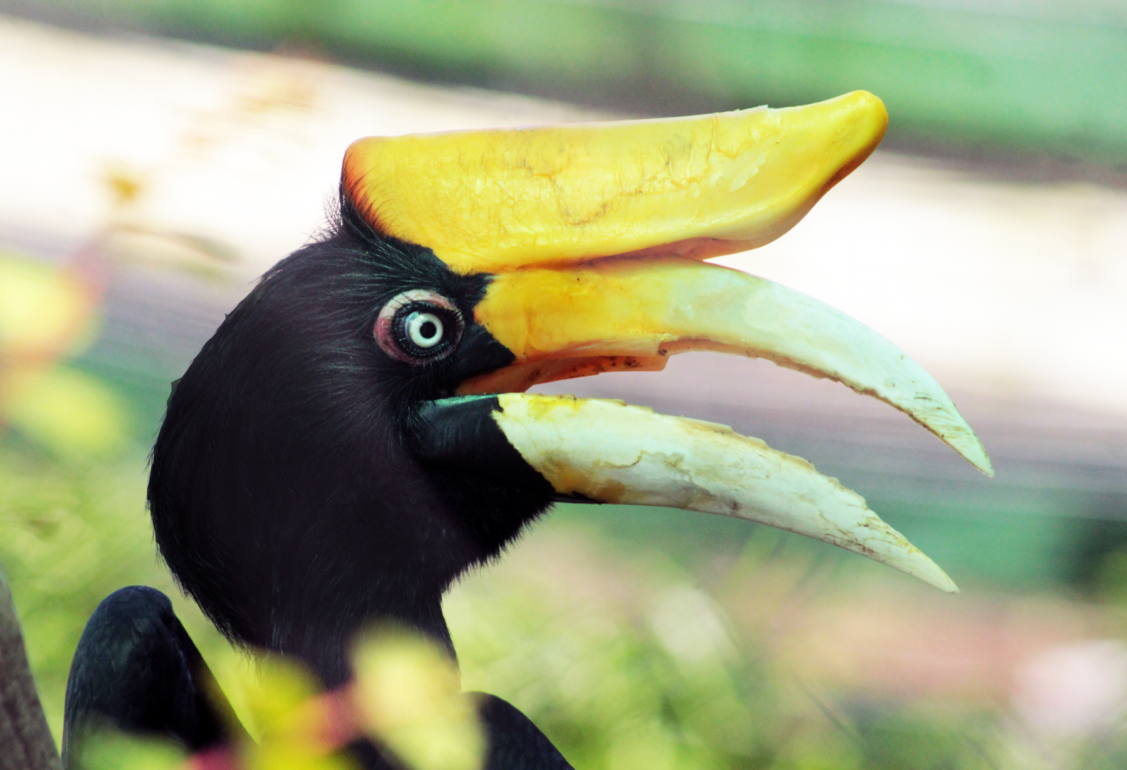 Jul. 2020 - Asia: Trail of the Tiger - Rhinoceros Hornbill