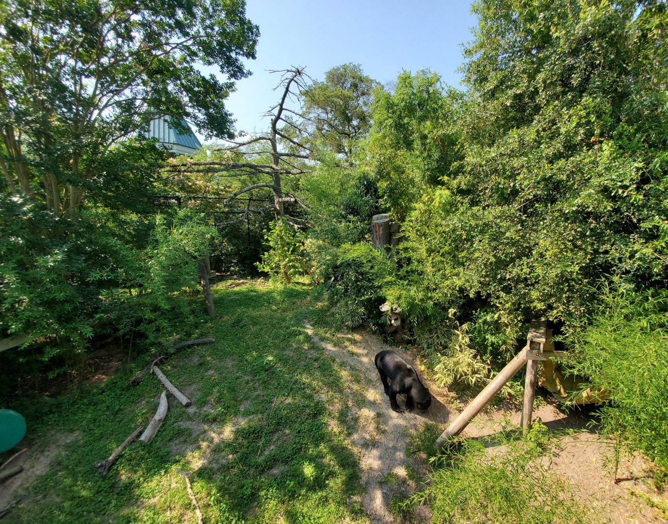 Jul. 2020 - Asia: Trail of the Tiger - Sun Bear Exhibit