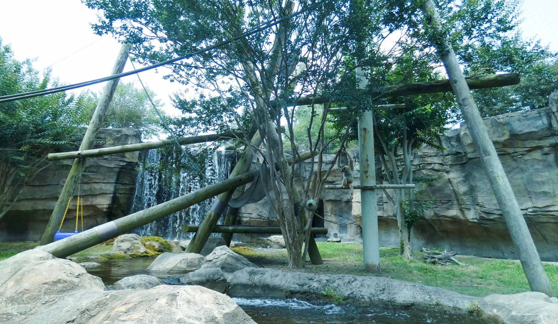 Jul. 2020 - Asia: Trail of the Tiger - White-cheeked Gibbon/Small-clawed Otter Exhibit