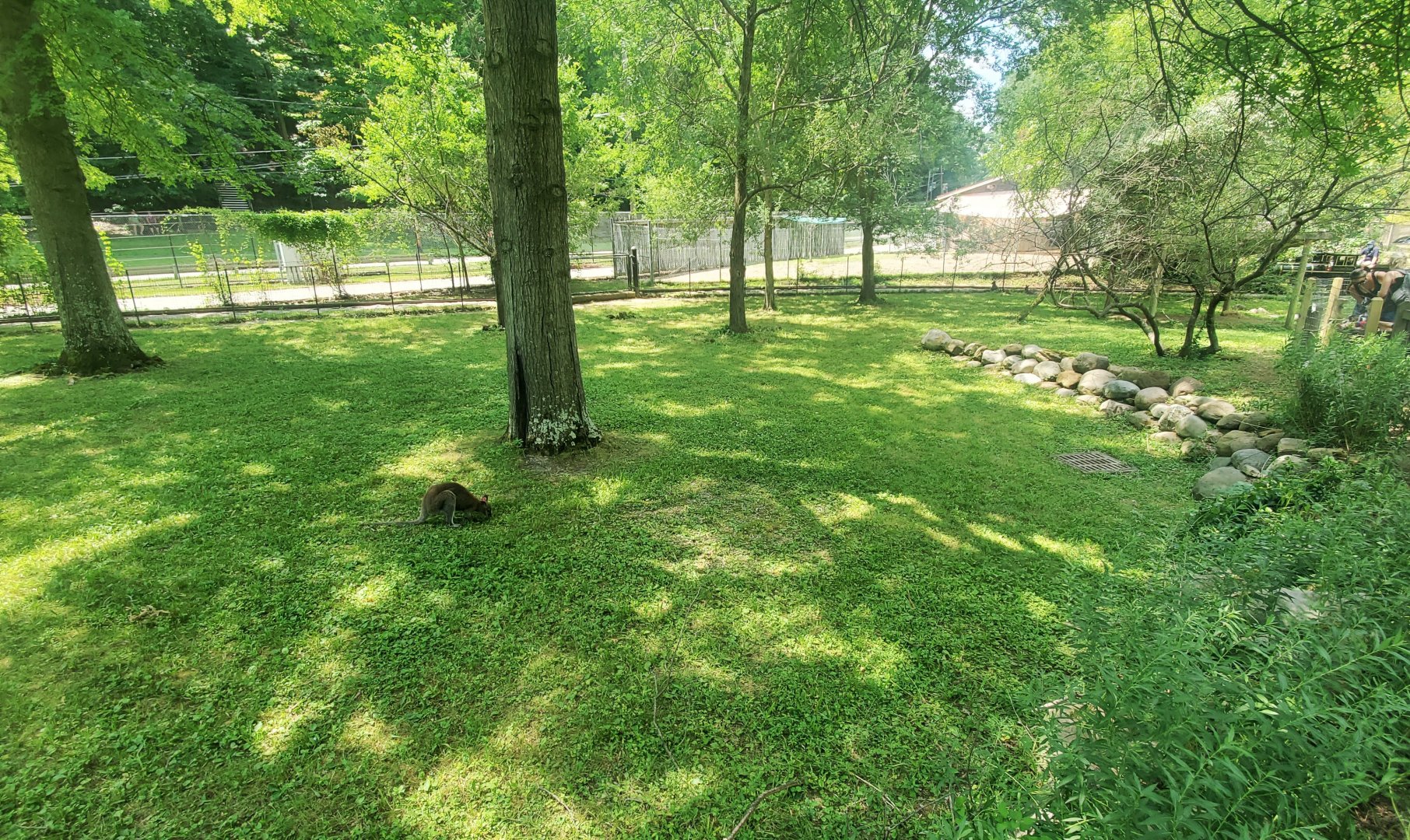 Jul. 2020 - Australian Adventure - Bennett's Wallaby Exhibit