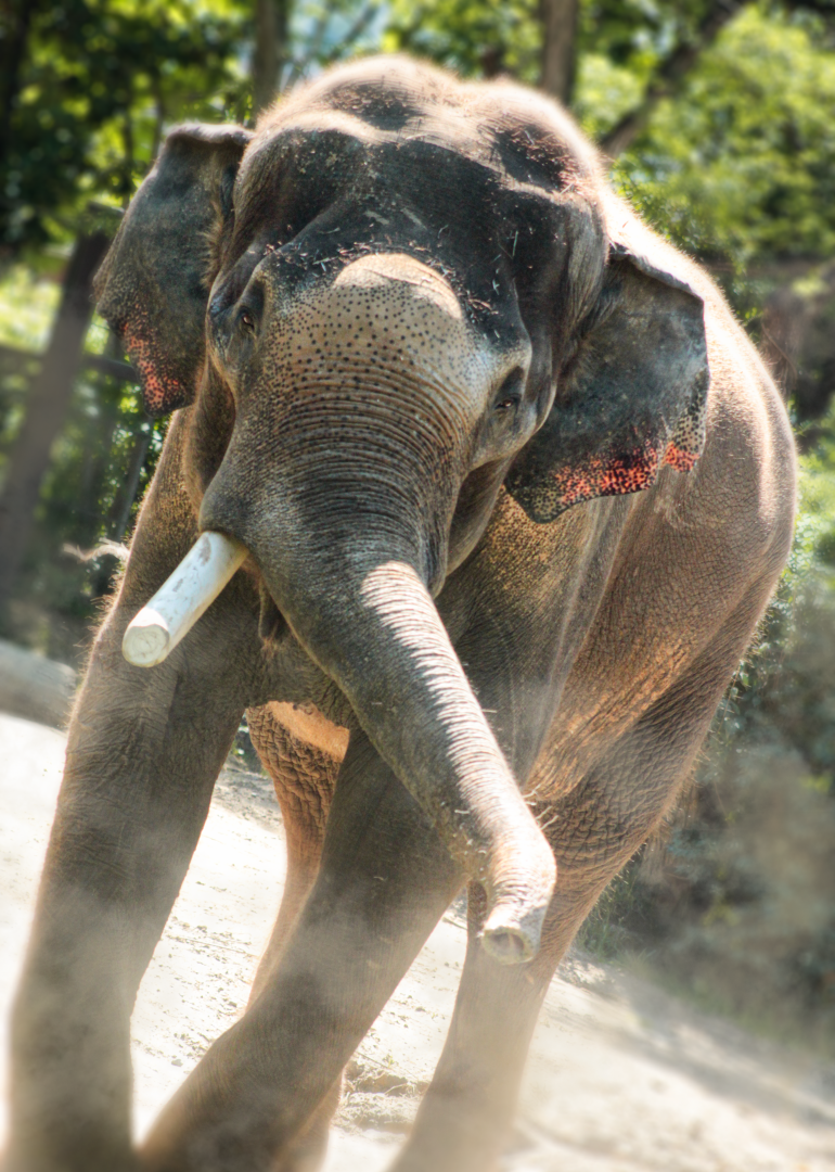 Jul. 2020 - Elephant Reserve - Sabu