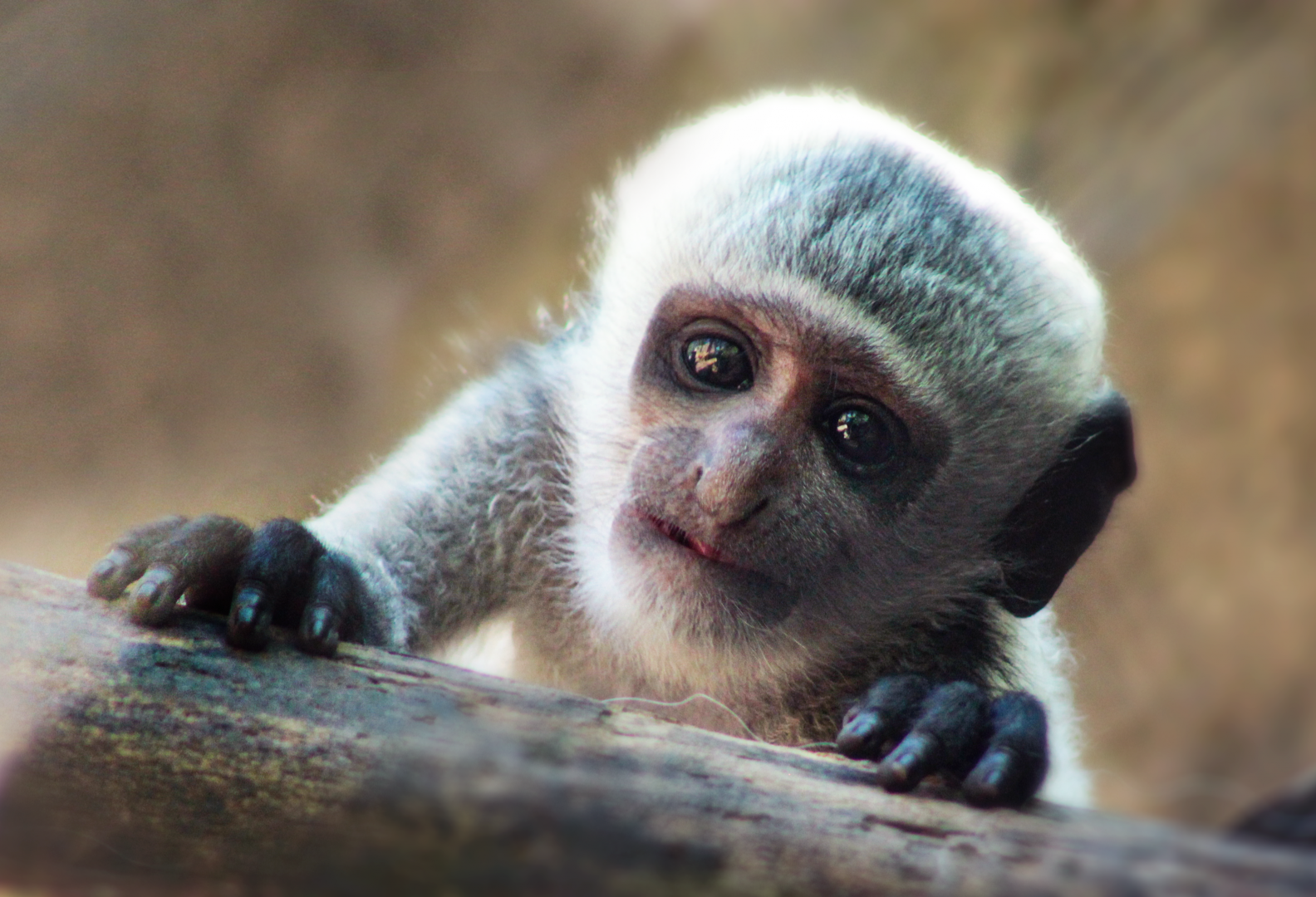 Jul. 2020 - Gorilla World - Baby Colobus (Phoebe)