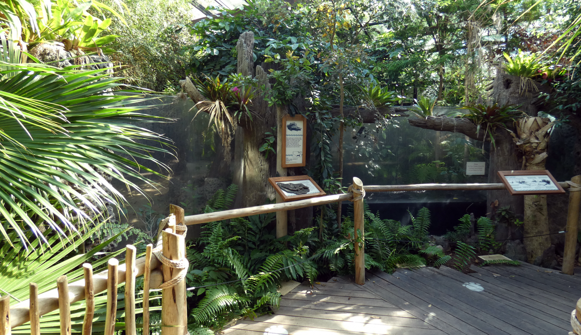 Jul. 2020 - Manatee Springs - American Alligator Exhibit