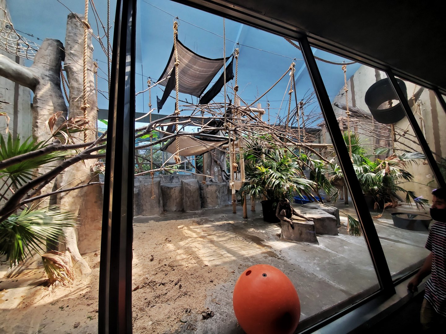 Jul. 2020 - Primates + Cats & Aquatics - Mueller's Gibbon Exhibit