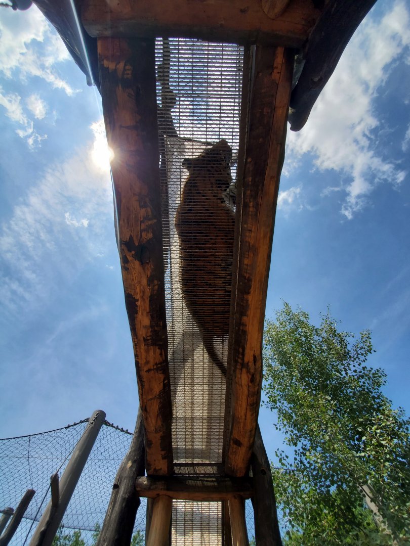 Jul. 2020 - Wilderness Trek - Tiger Passage