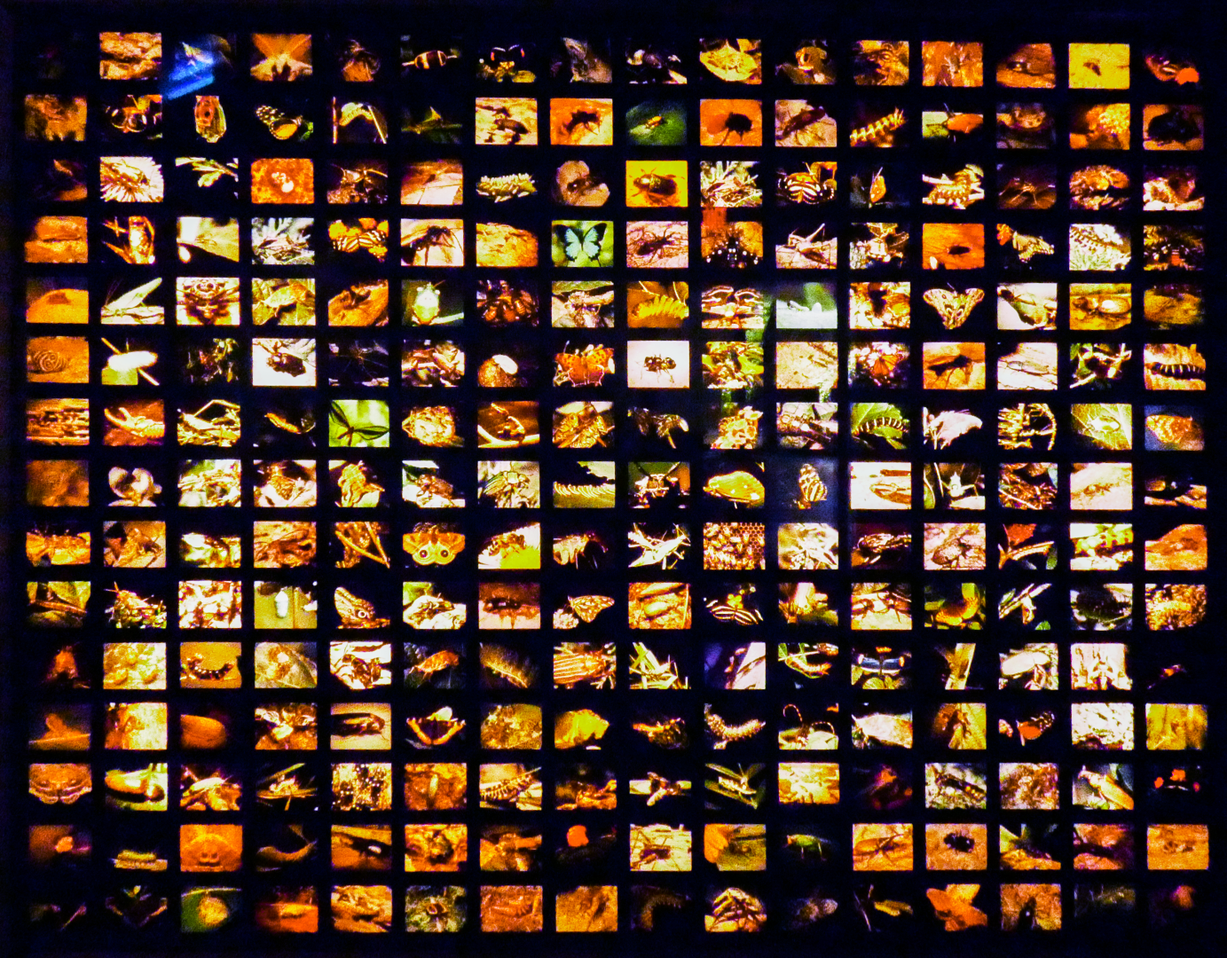 Jul. 2020 - World of the Insect - Entrance Sign