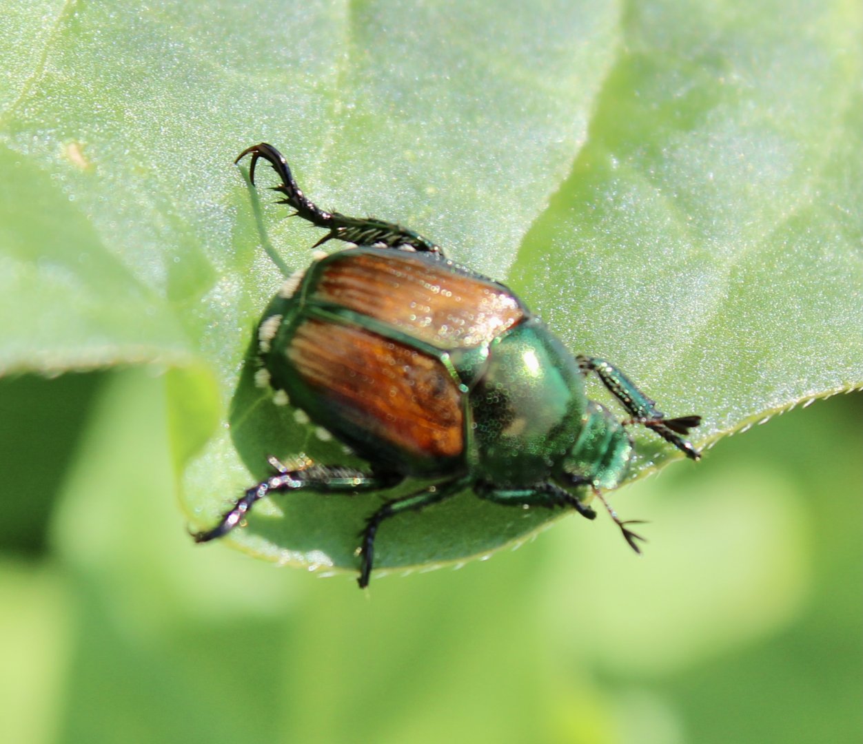 Jul. 2021 - Japanese Beetle