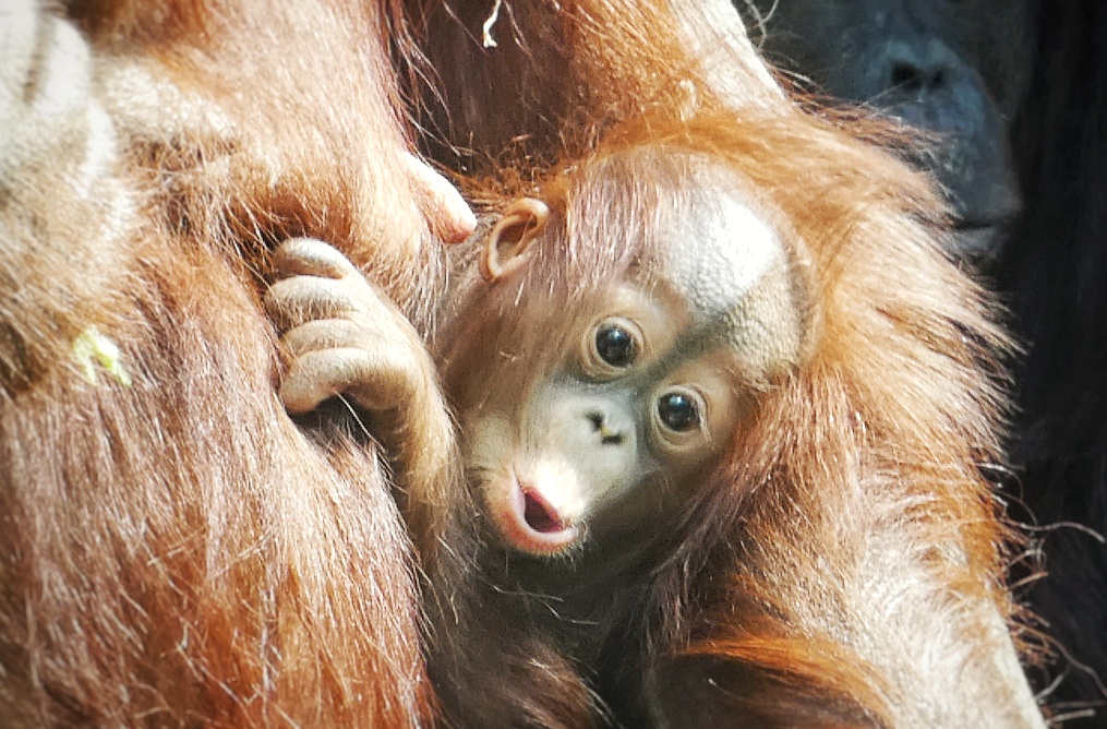 Jul. 2021 - The Rain Forest - Bornean Orangutan (Zaki)