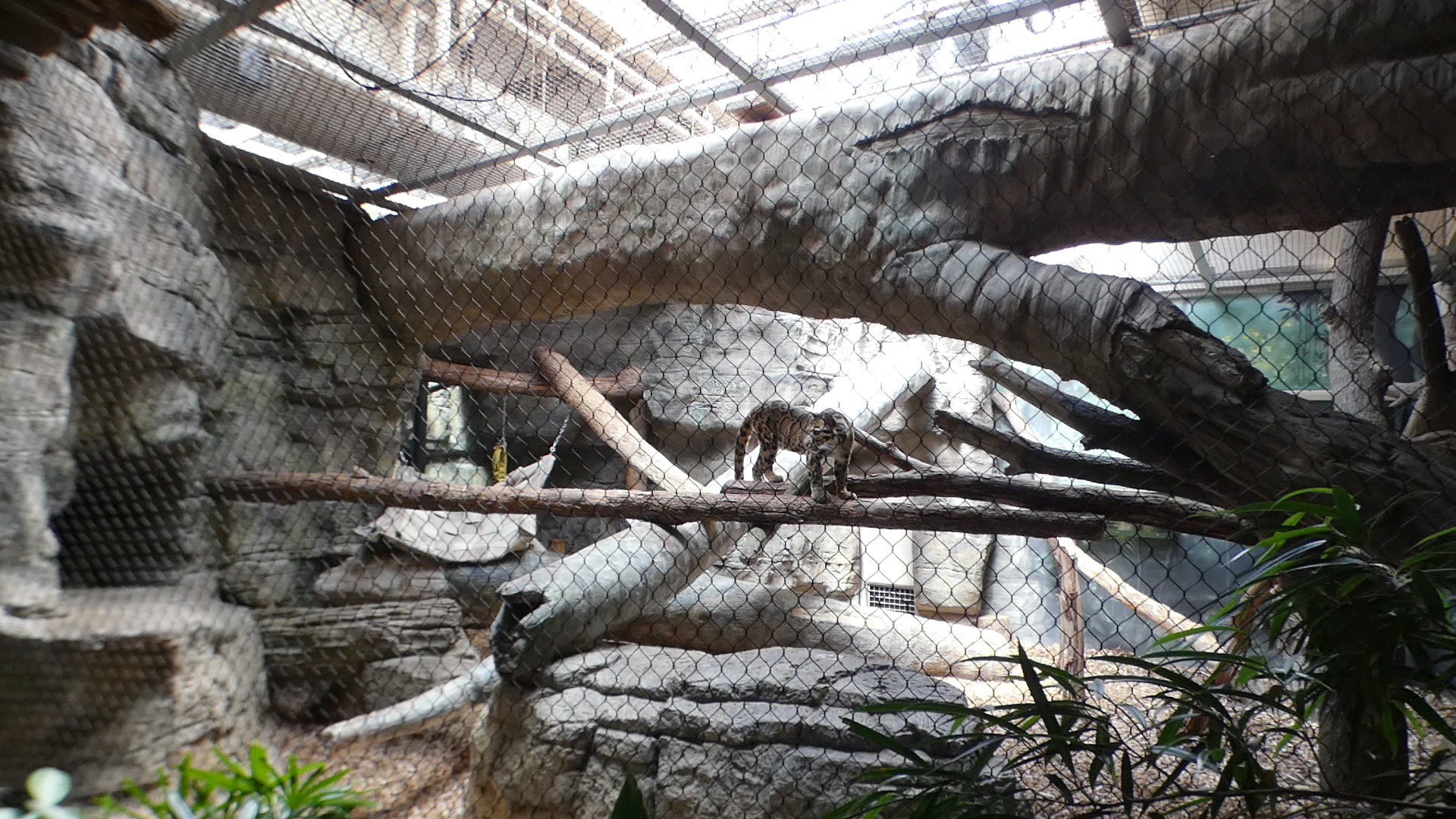 Jul. 2021 - The Rain Forest - Clouded Leopard Exhibit