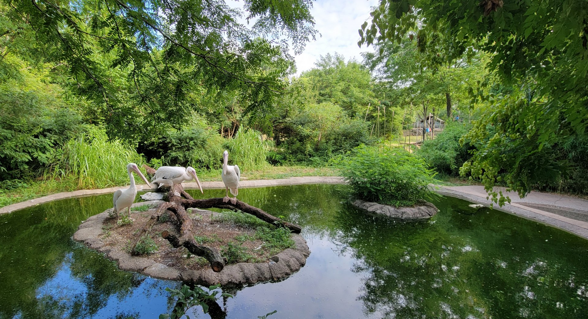 Jul. 2022 - Africa - Eastern White Pelican Exhibit (Former Flamingo)