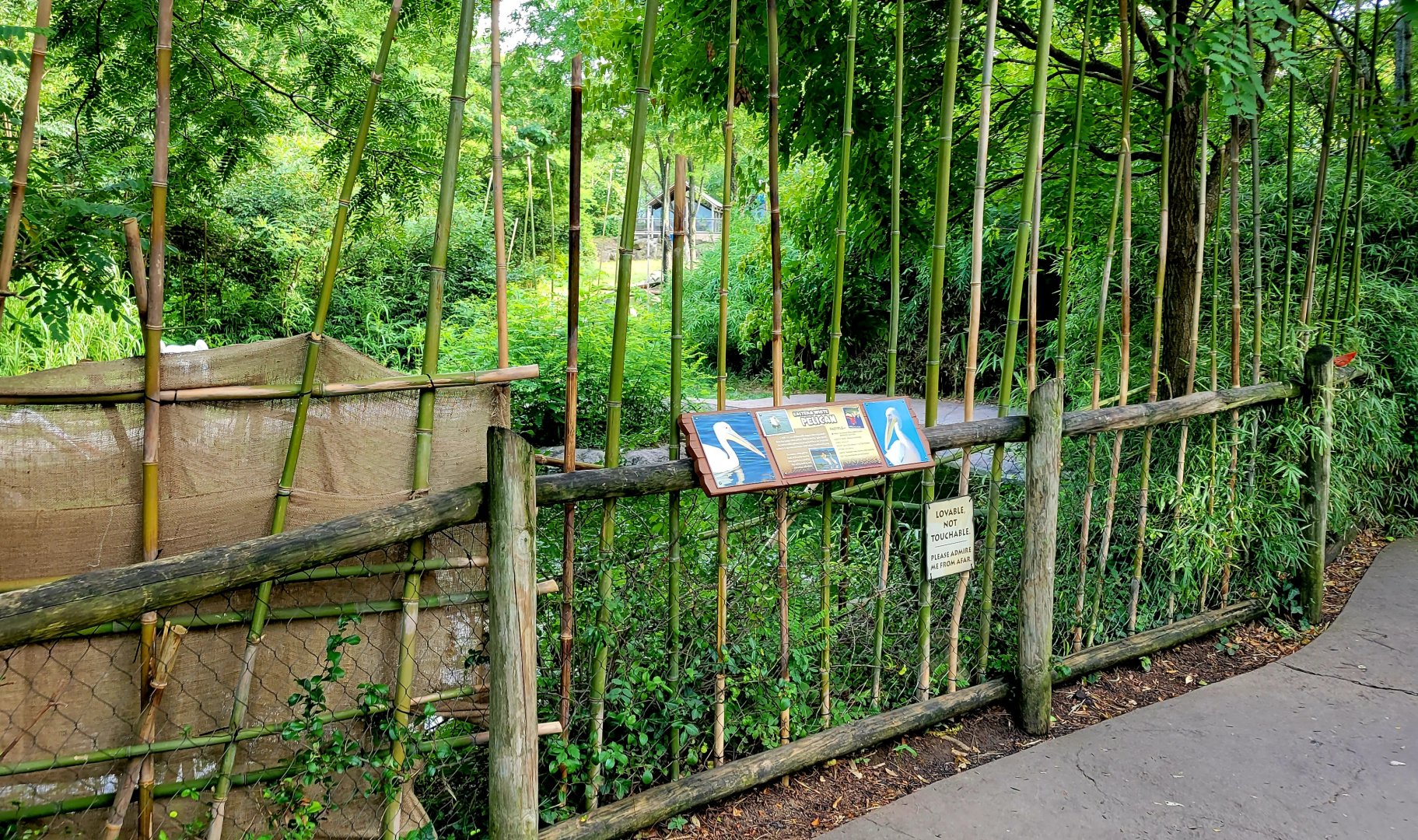 Jul. 2022 - Africa - Eastern White Pelican Exhibit (With Preventative Measures)