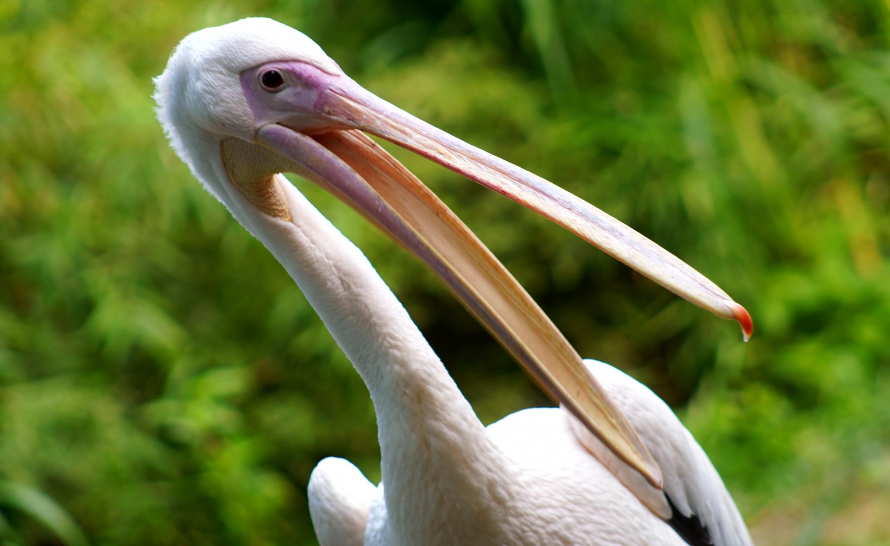 Jul. 2022 - Africa - Eastern White Pelican