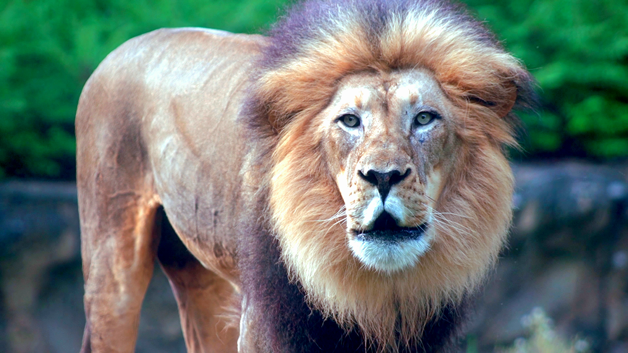 Jul. 2022 - Africa - John Roaring