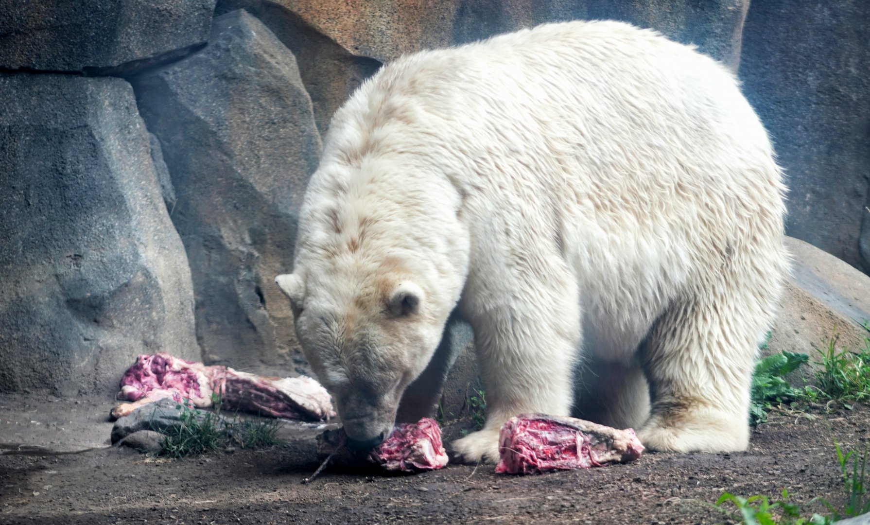 Jul. 2022 - Arctic Tundra - Polar Bear Feeding