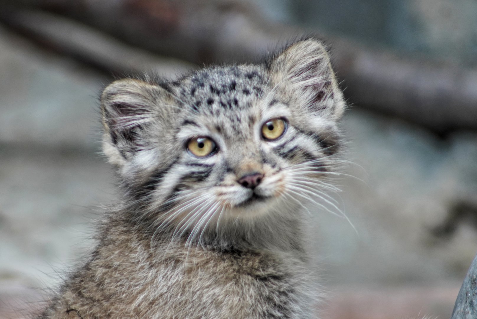 Jul. 2022 - Asia Quest - Pallas' Cat Kitten