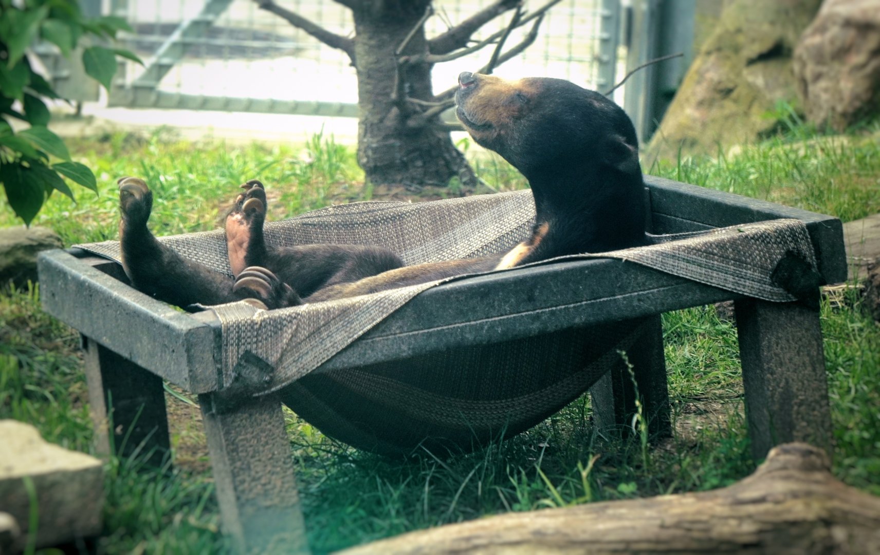 Jul. 2022 - Asian Highlands - Sun Bear (Scruffy)