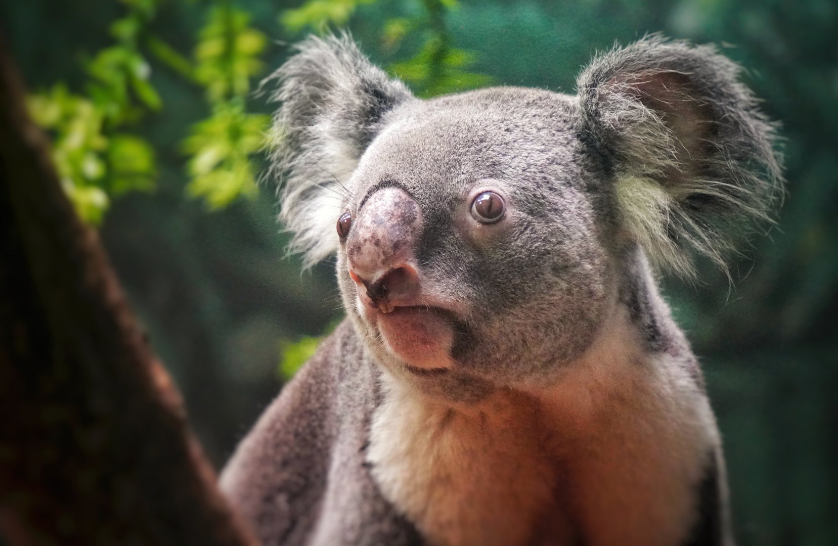 Jul. 2022 - Australian Adventure - Gumleaf Hideout - Koala