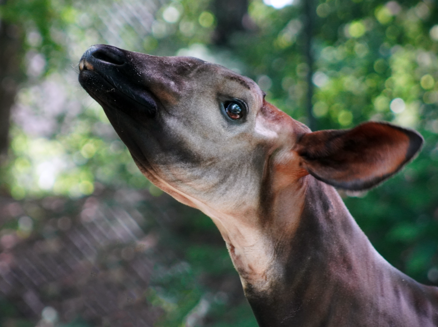 Jul. 2022 - Congo Expedition - Okapi