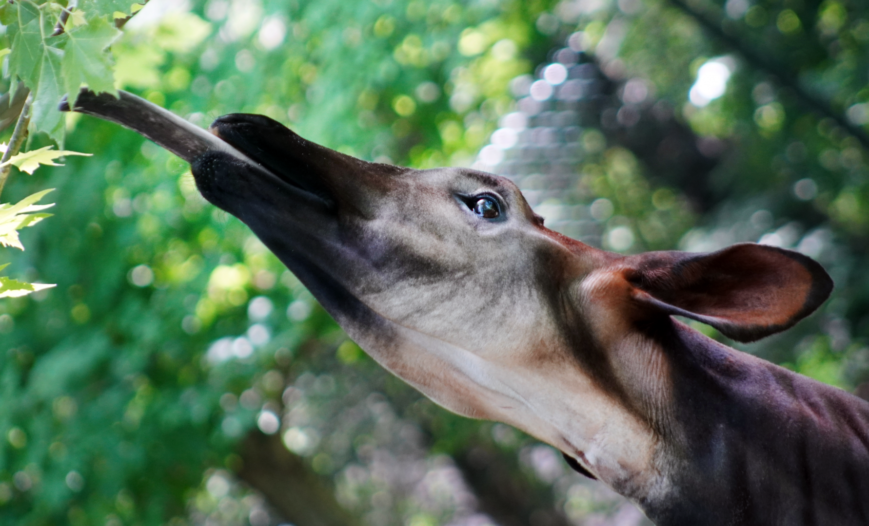 Jul. 2022 - Congo Expedition - Okapi