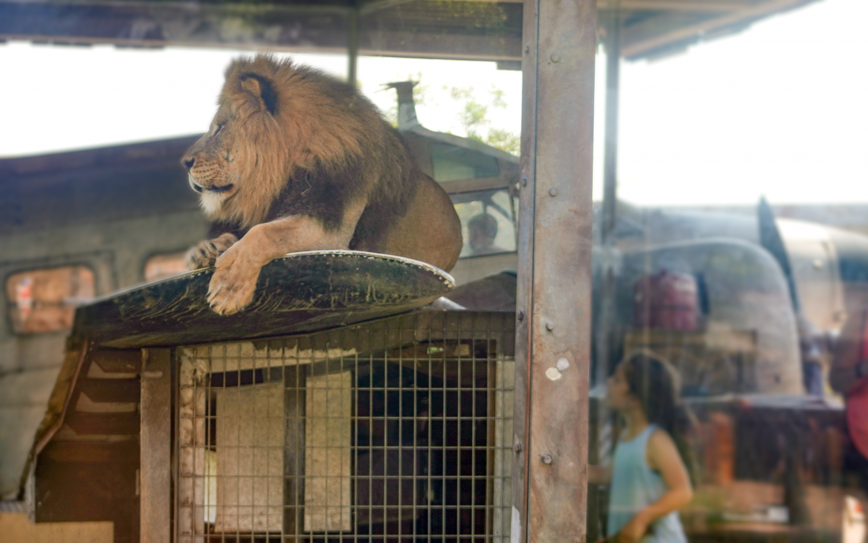 Jul. 2022 - Heart of Africa - Lion on a Plane