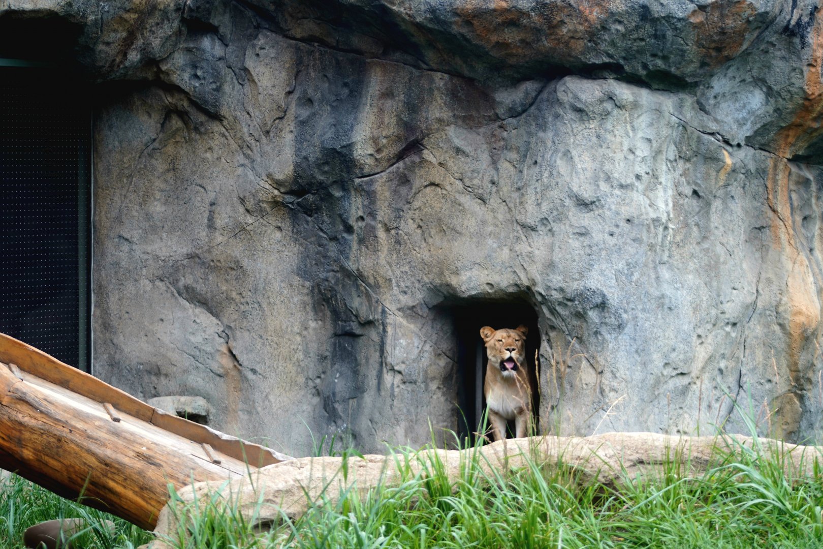 Jul. 2022 - Kovler Lion House - Lion Exhibit