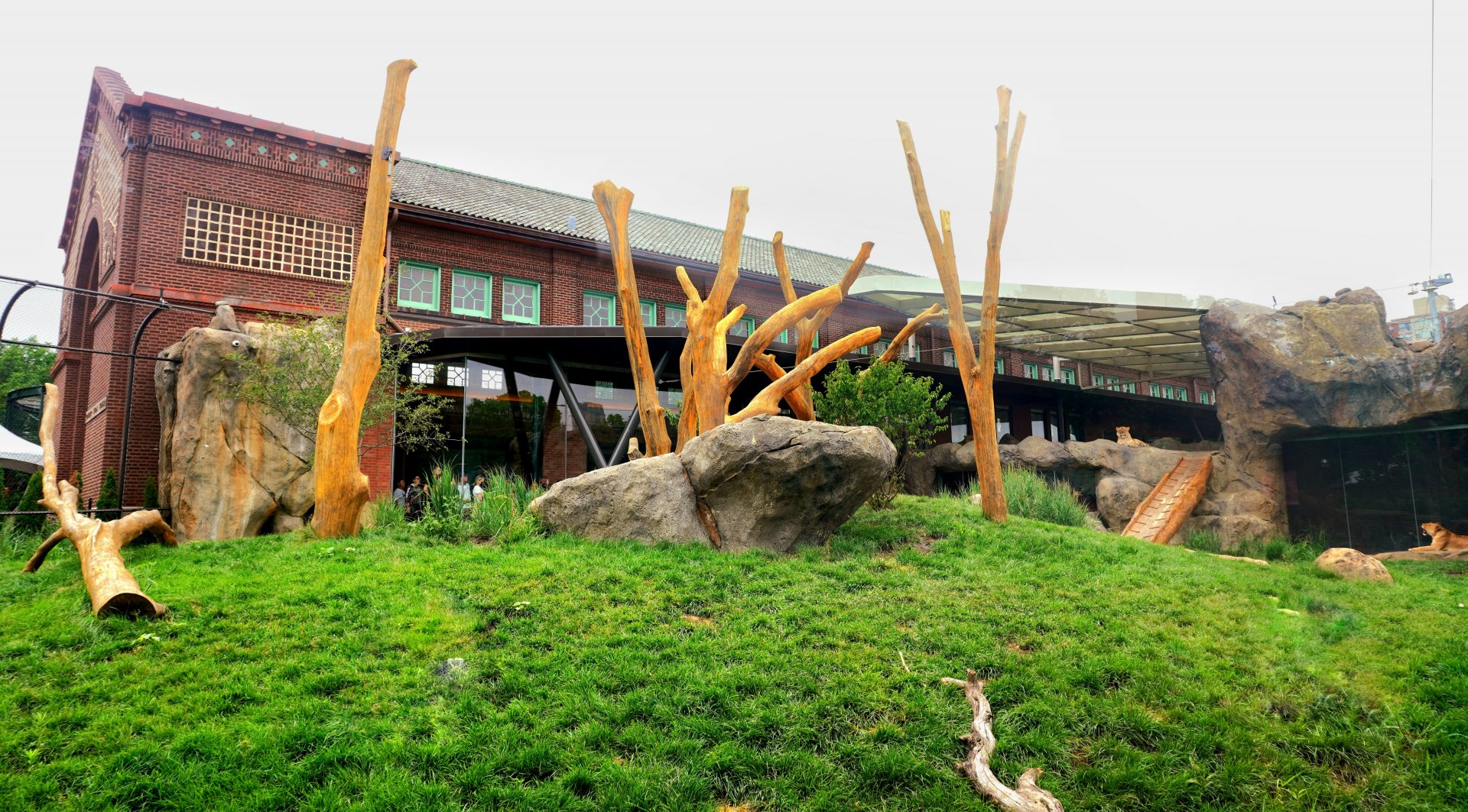 Jul. 2022 - Kovler Lion House - Lion Exhibit