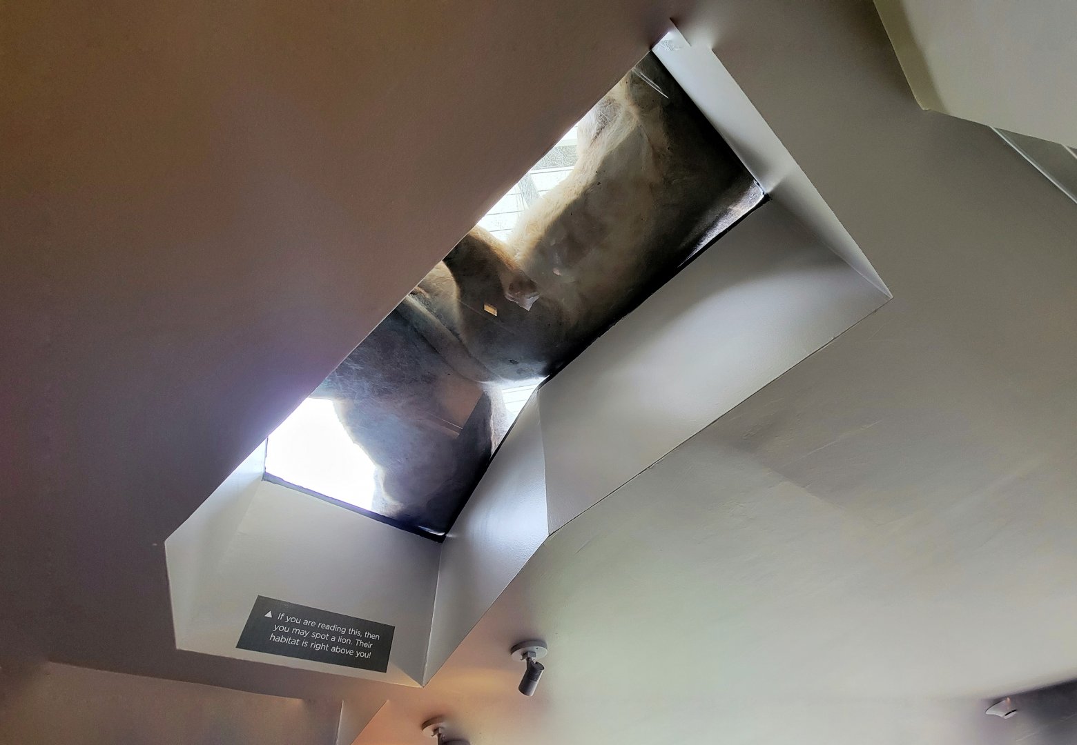 Jul. 2022 - Kovler Lion House - Lion Loop