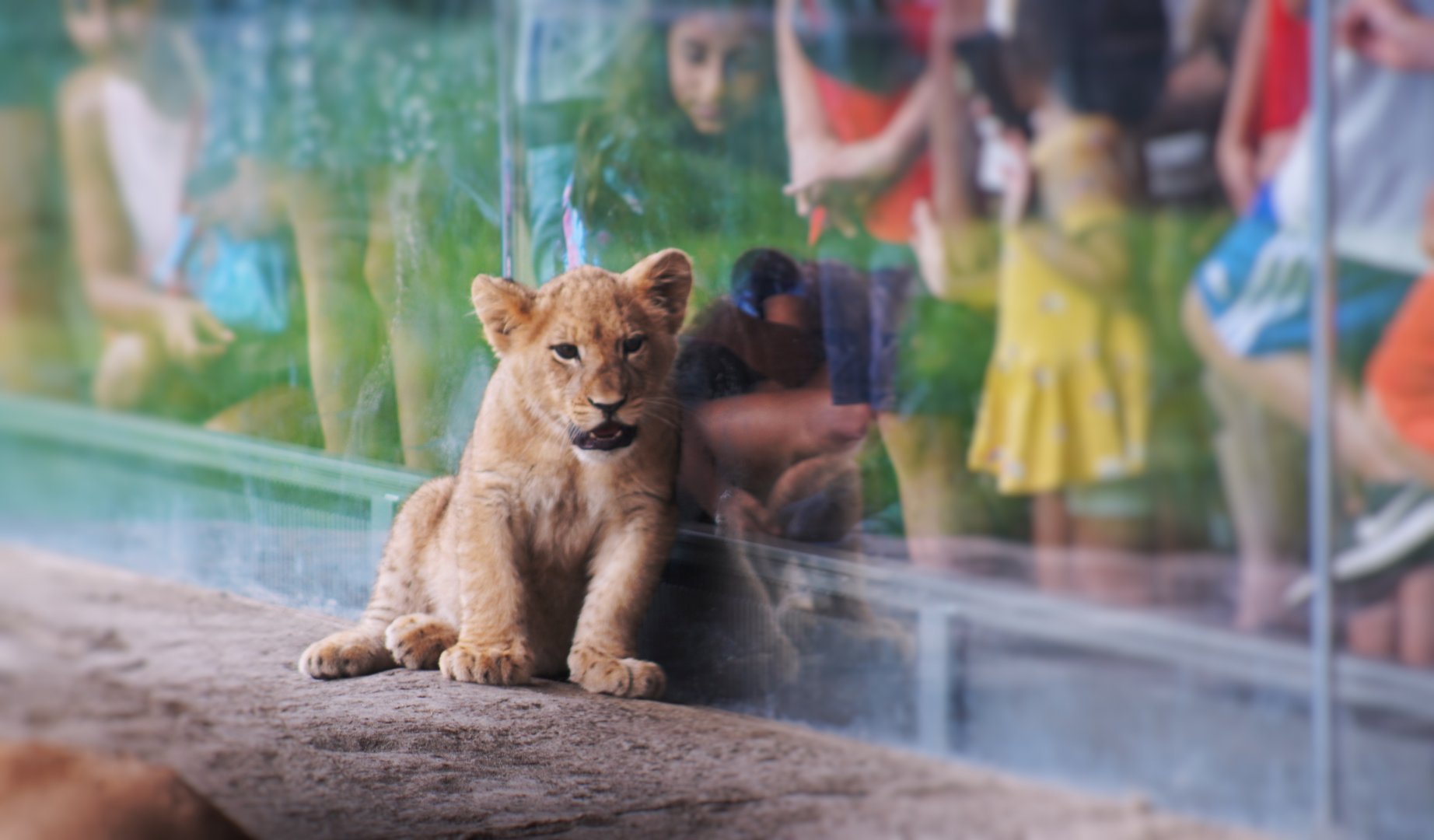 Jul. 2022 - Kovler Lion House - Pilipili