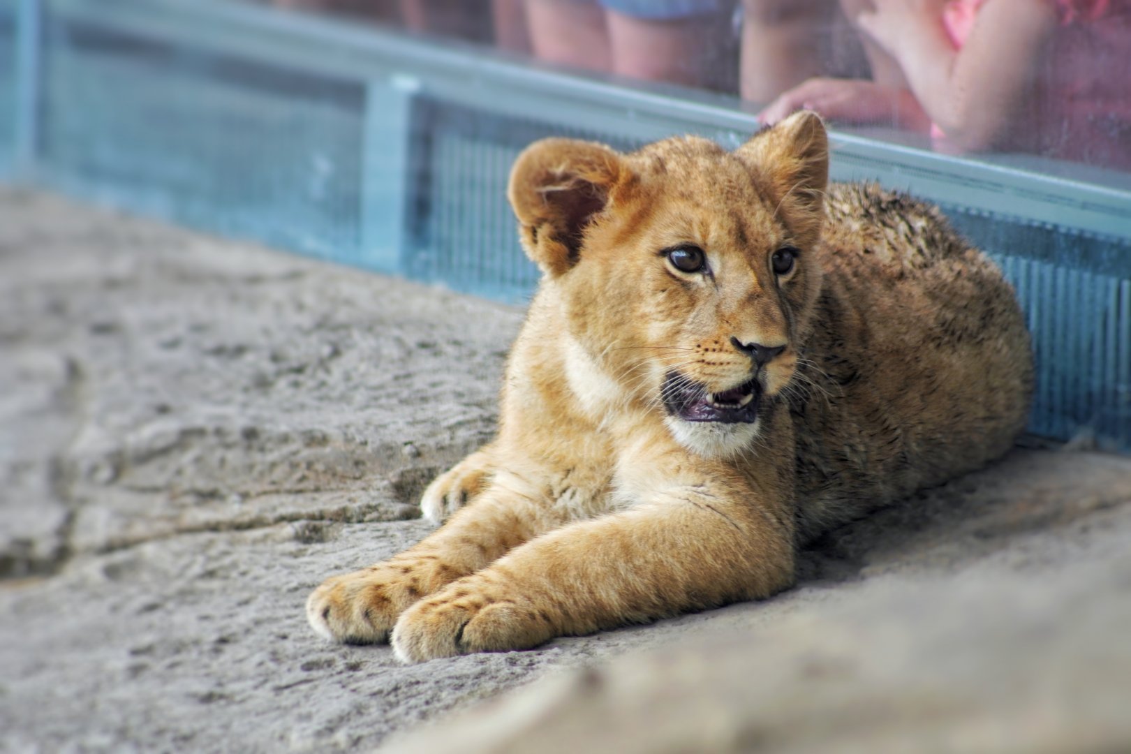 Jul. 2022 - Kovler Lion House - Pilipili