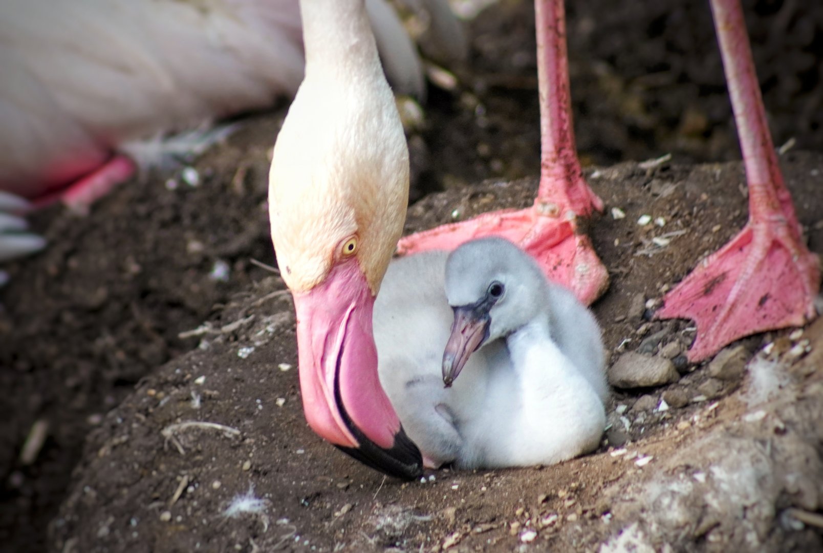 Jul. 2022 - Rhino Reserve - Greater Flamingo Chick