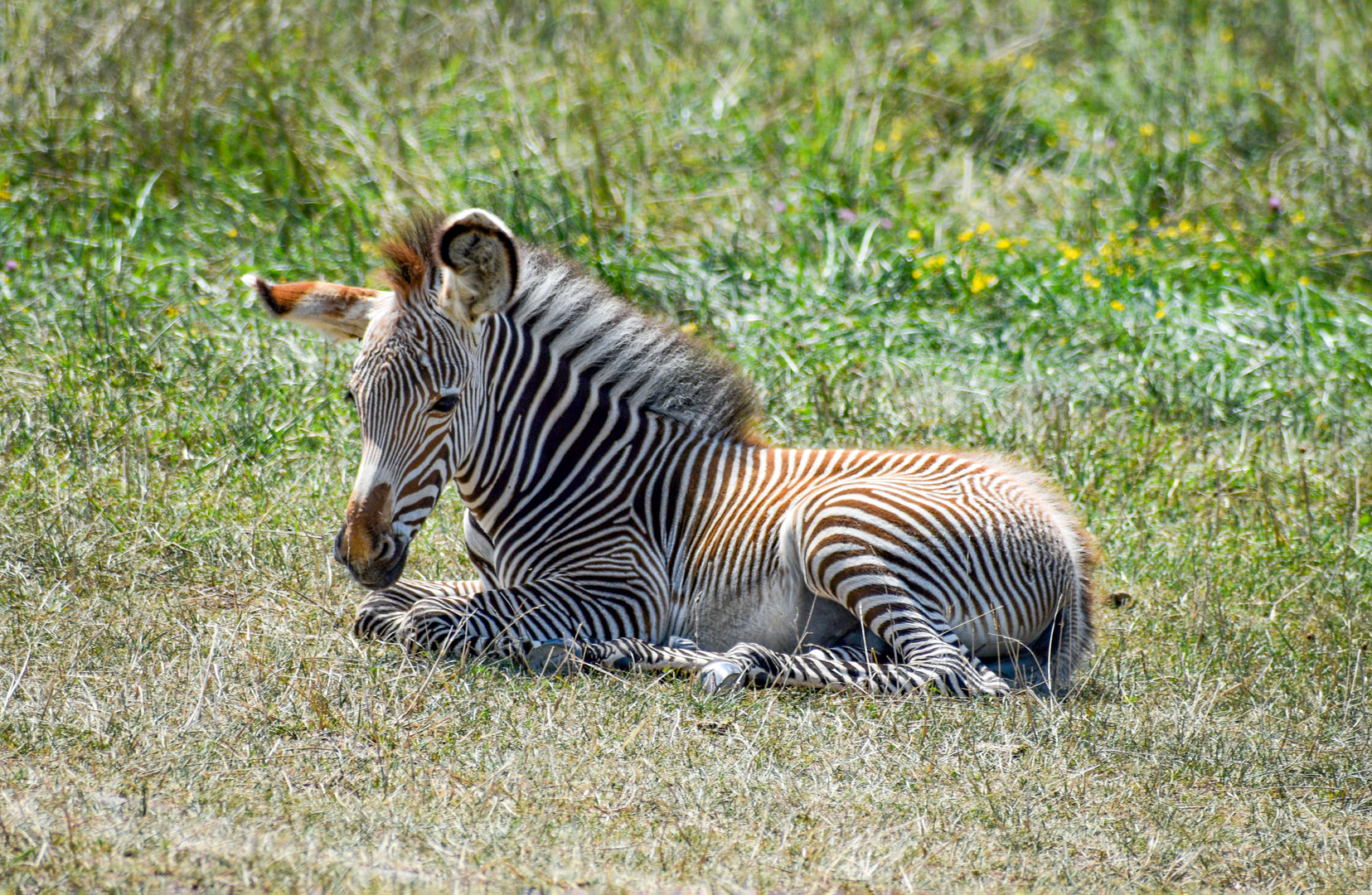 Jul. 2023 - African Pastures - Grevy's Zebra Foal