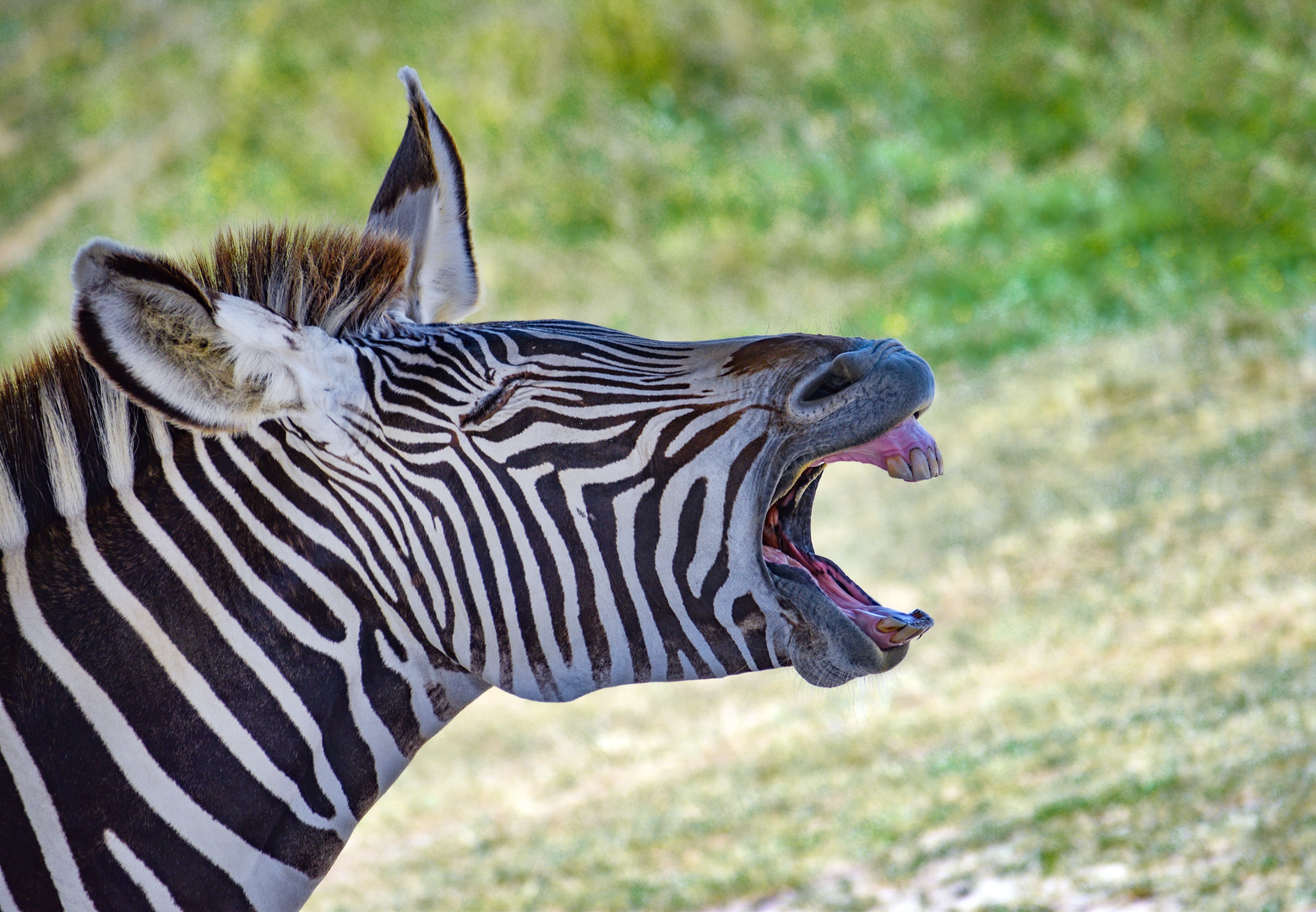 Jul. 2023 - African Pastures - Grevy's Zebra