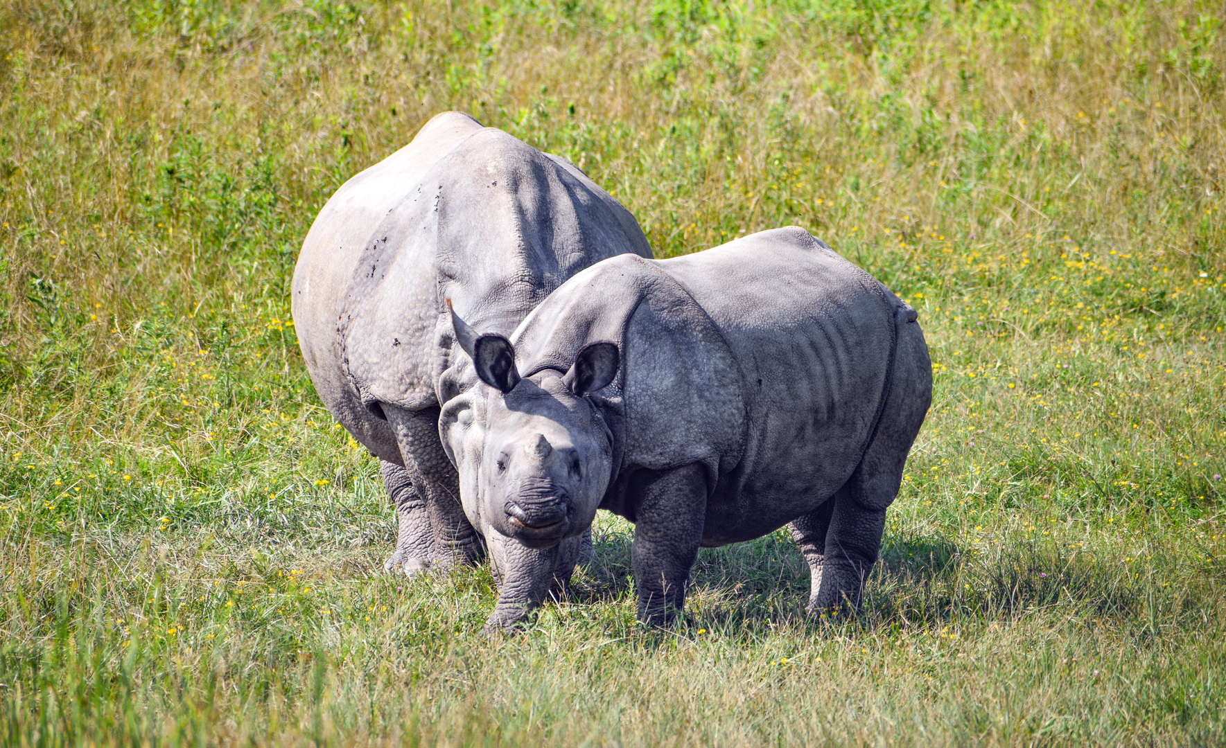 Jul. 2023 - Asian Pastures - Indian Rhinoceroses