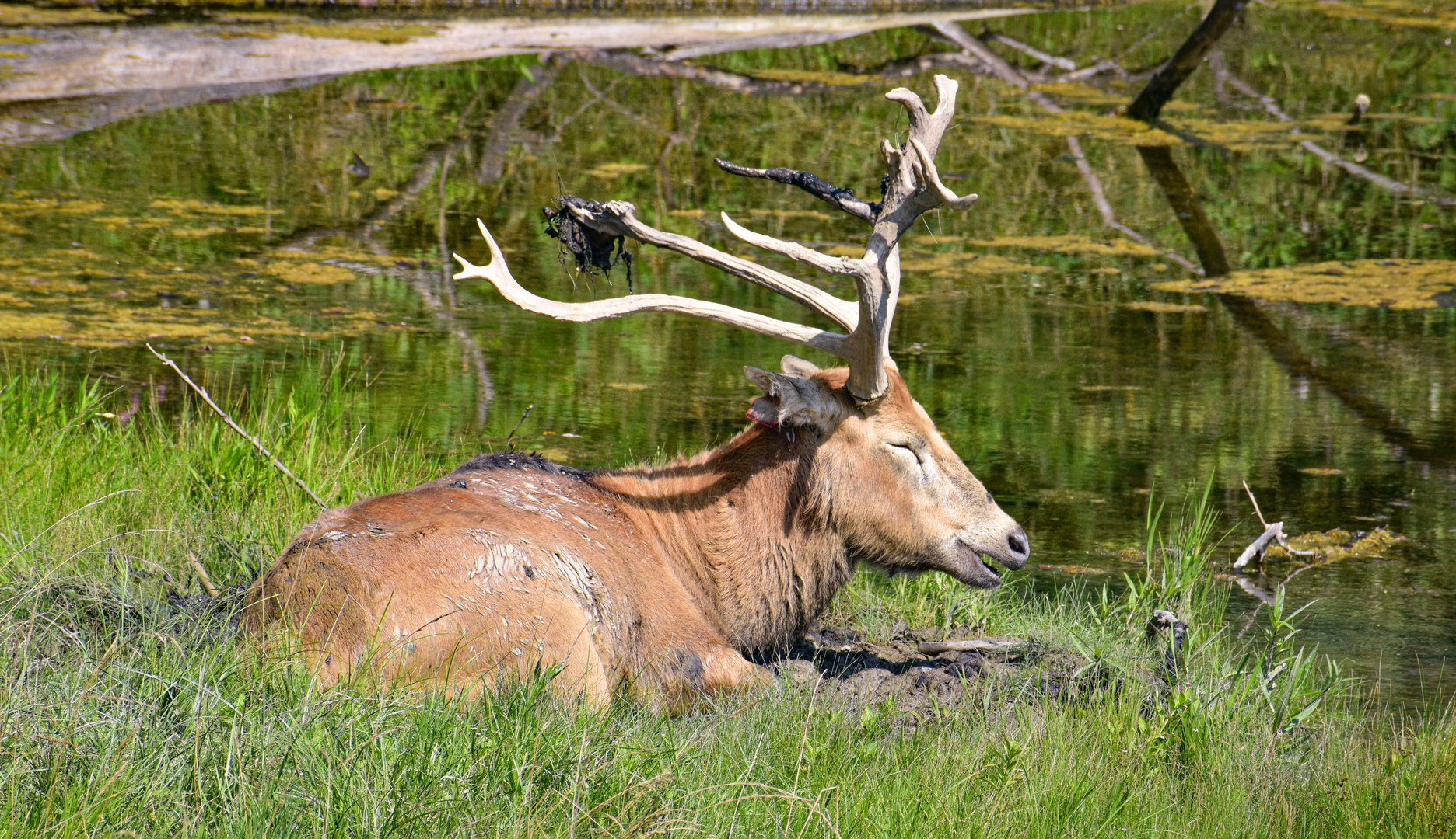 Jul. 2023 - Asian Pastures - Père David's Deer