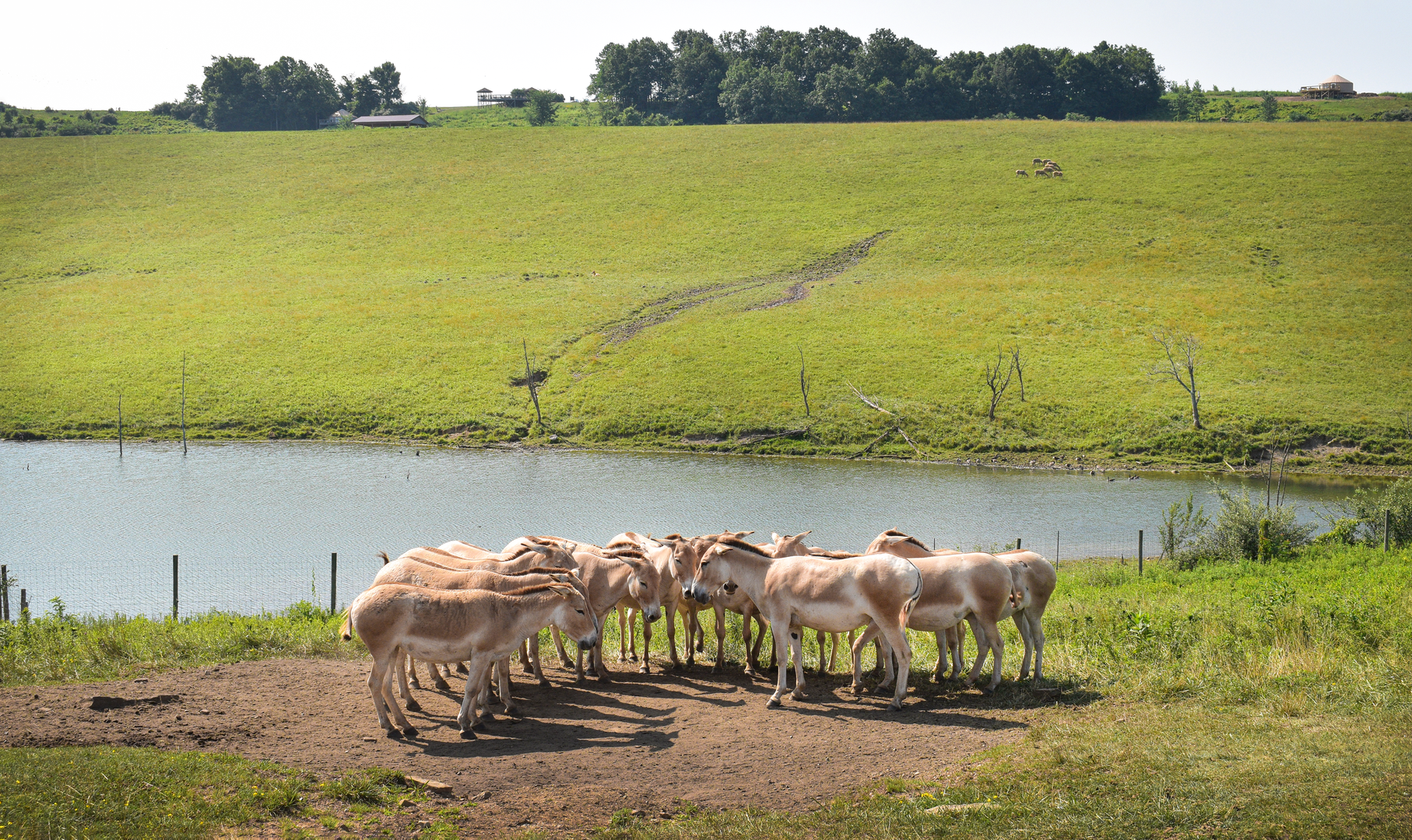 Jul. 2023 - Asian Pastures - Persian Onagers + Père David's Deer