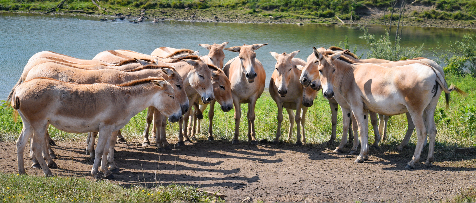 Jul. 2023 - Asian Pastures - Persian Onagers