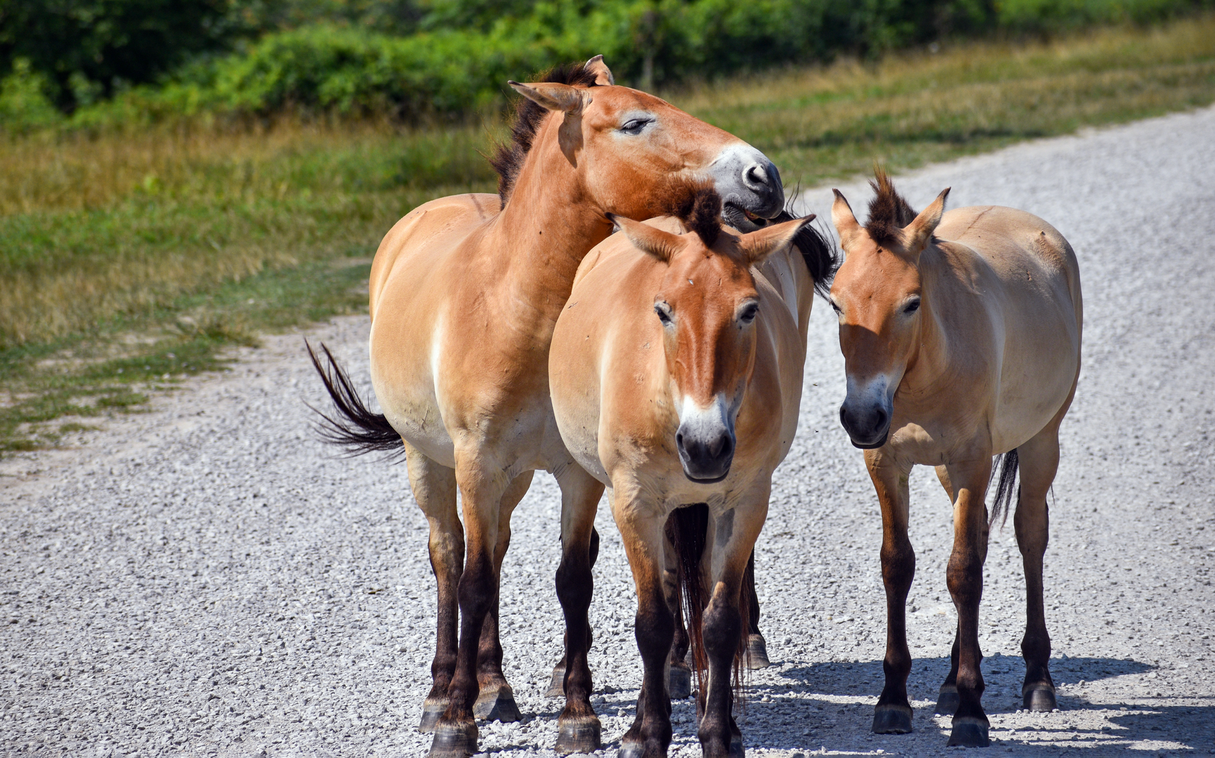 Jul. 2023 - Asian Pastures - Przewalski's Horses