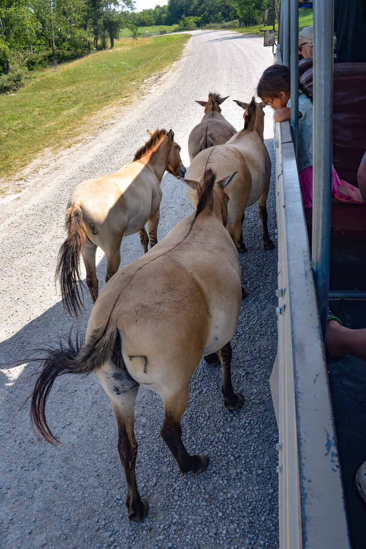 Jul. 2023 - Asian Pastures - Przewalski's Horses