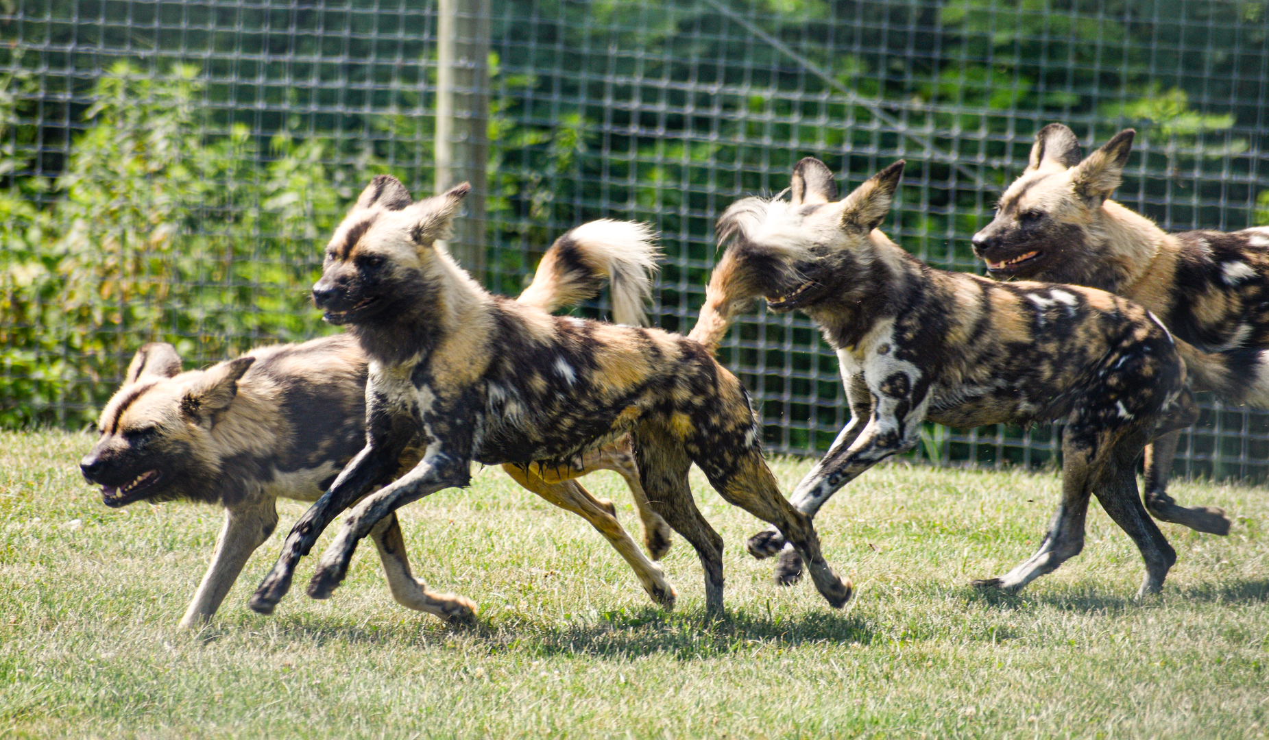 Jul. 2023 - Carnivore Center - African Painted Dogs