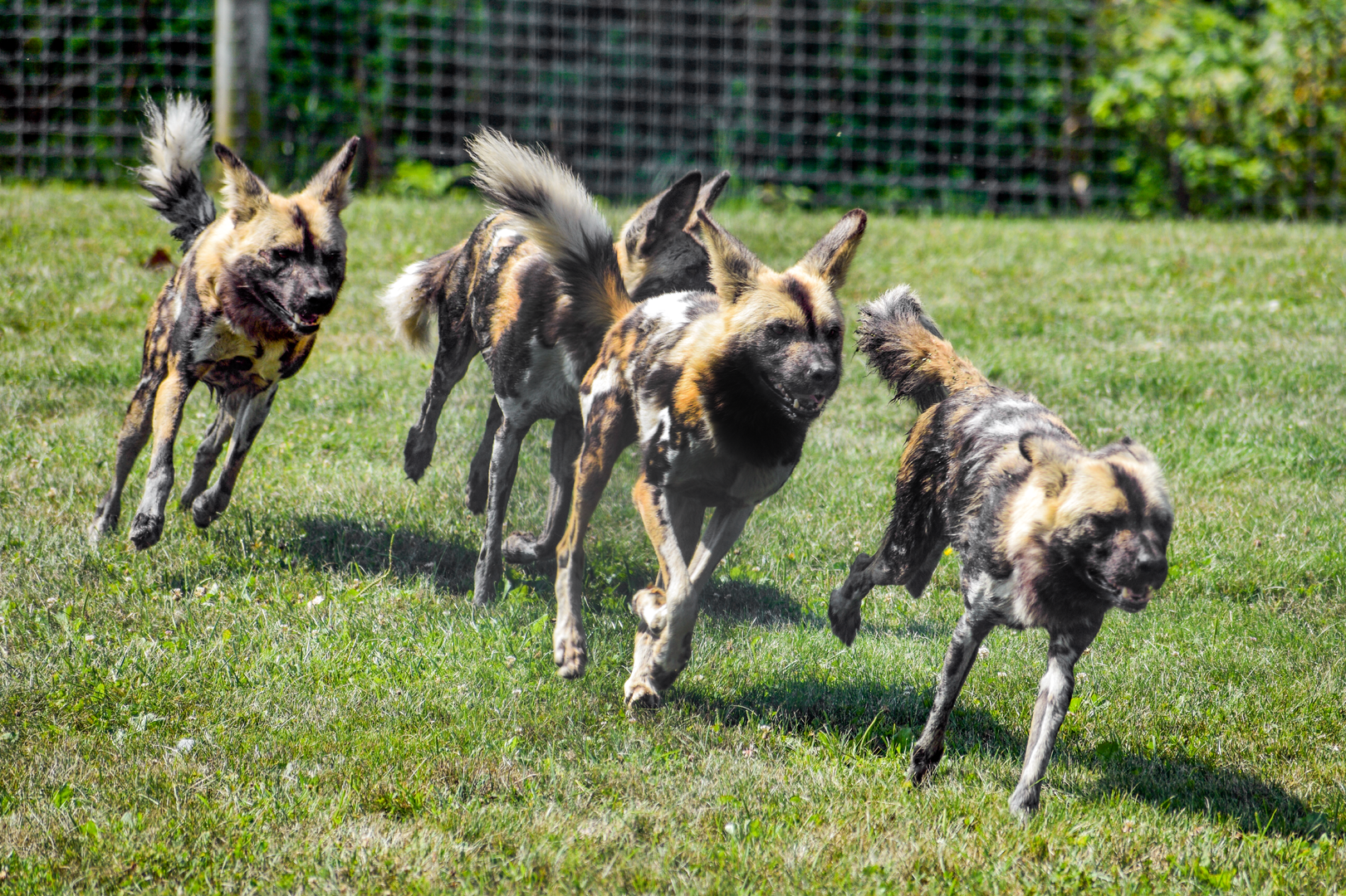 Jul. 2023 - Carnivore Center - African Painted Dogs