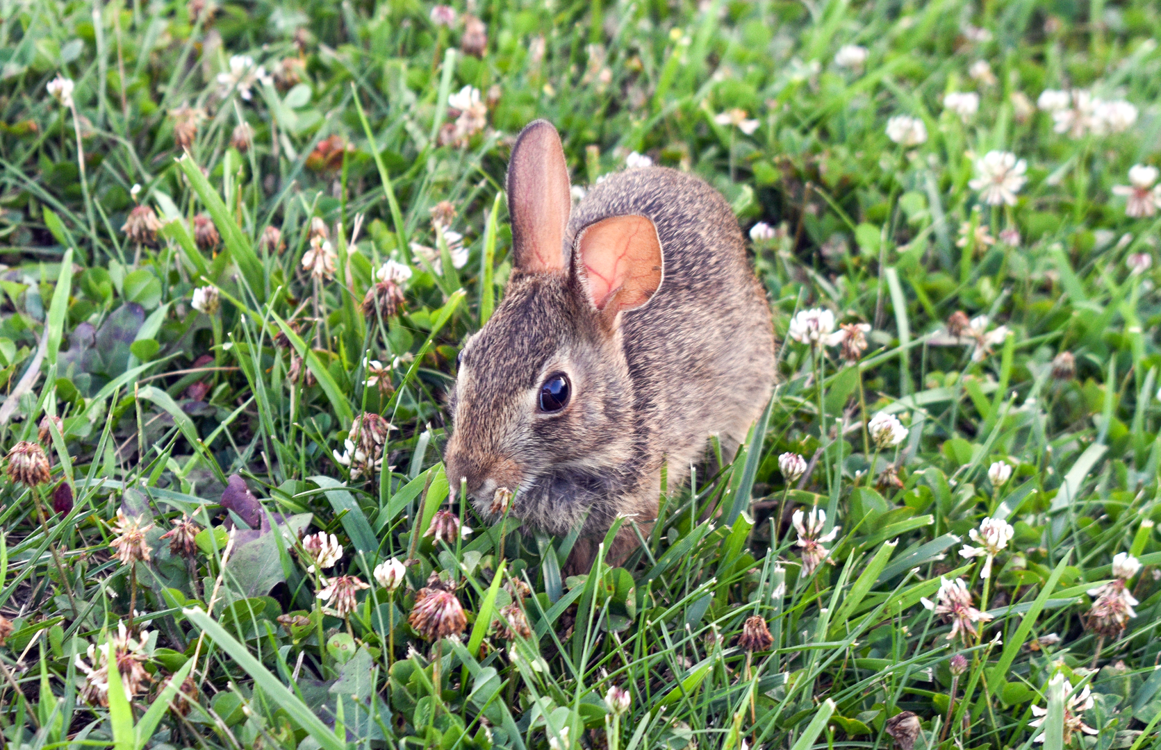Jul. 2023 - Juvenile Eastern Cottontail Rabbit