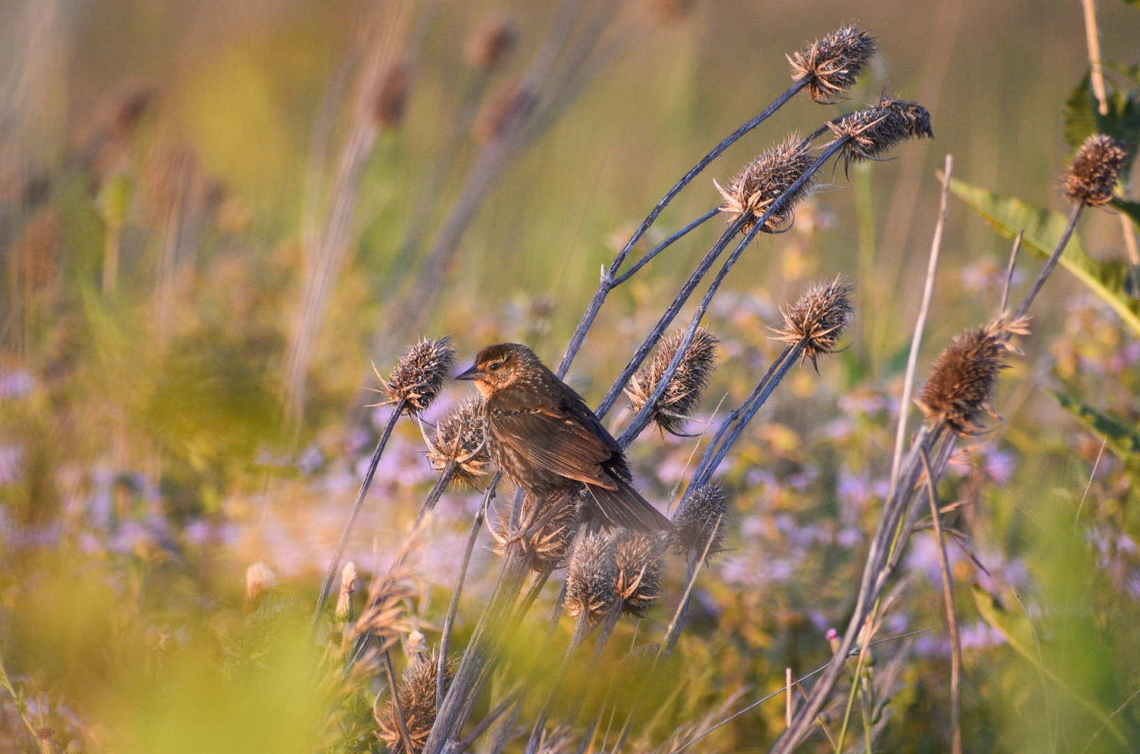Jul. 2023 - Redwing Blackbird (Female)