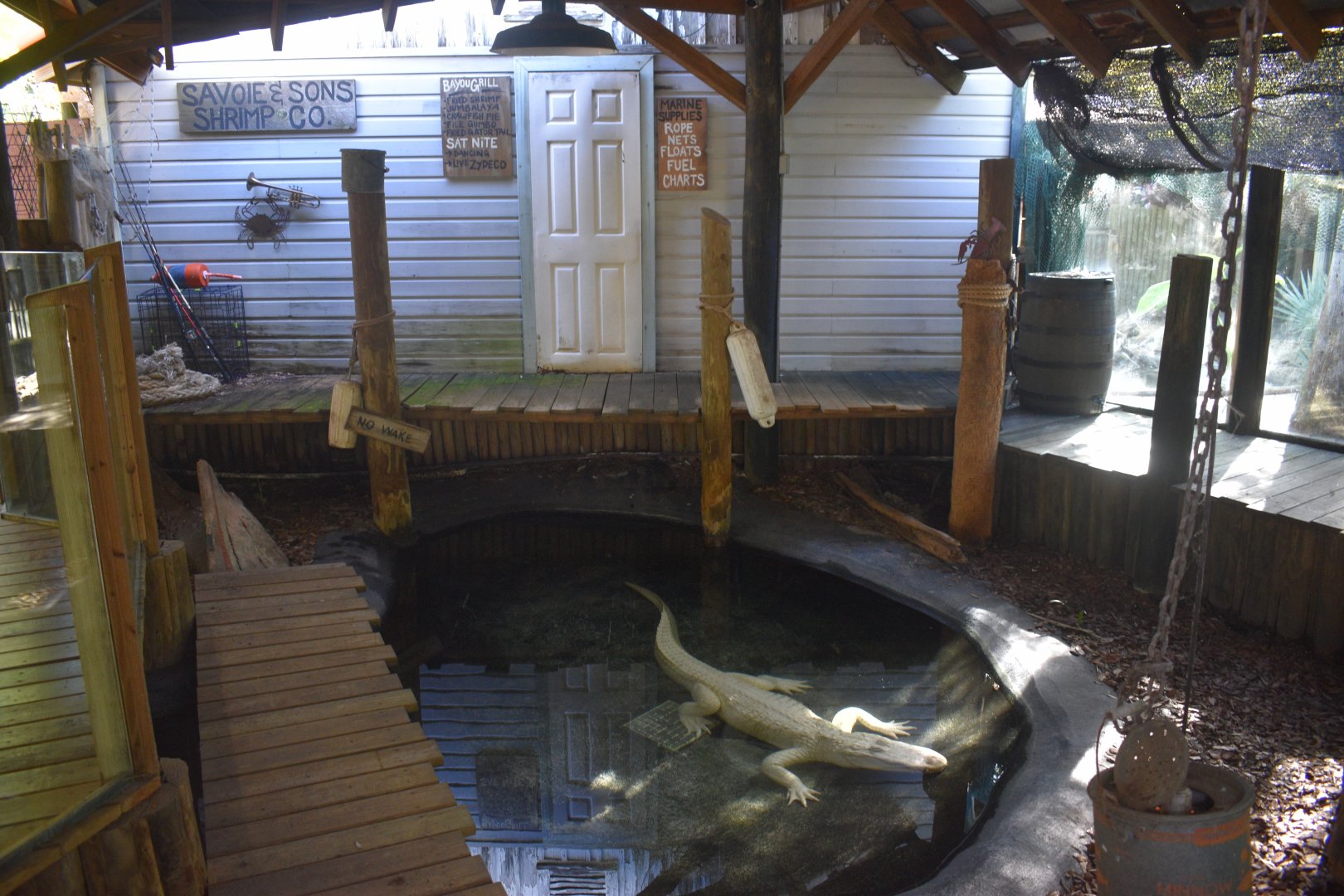Jul. 2025 - Albino Alligator Exhibit