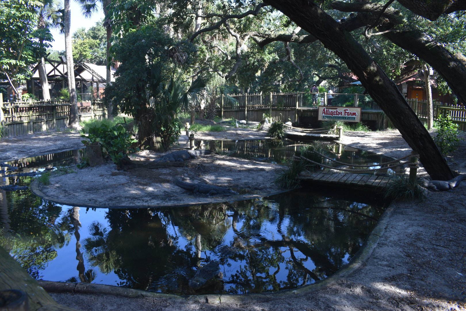 Jul. 2025 - Alligator Lagoon